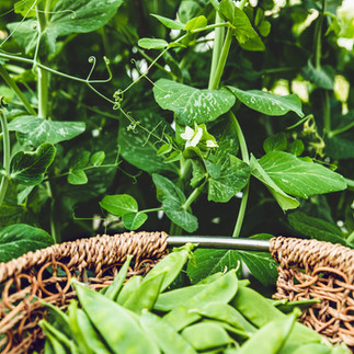 Snap peas