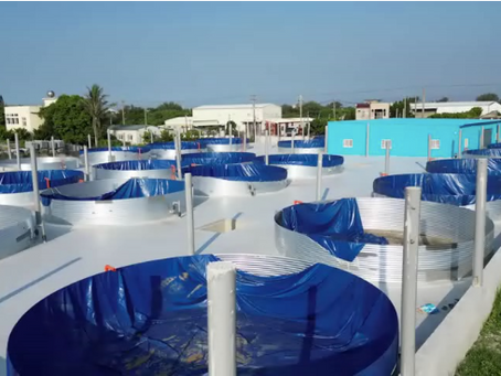 Nocera, Inc. Explores Strategic Collaboration with Chang Tai Group to Drive Sustainable Innovation in Aquaculture Industry