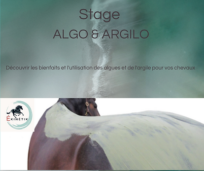 visuel algo&argilo CHEVAL