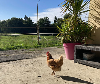 poules de l'écurie