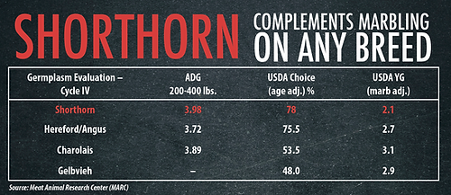 Shorthorn cattle excelling in marbling and USDA choice percentages compared to other breeds, with data on average daily gain