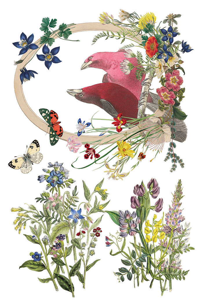 Thumbnail: Flora Greca  IOD Transfer