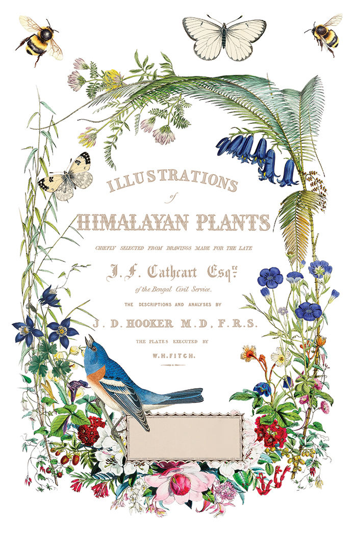 Thumbnail: Flora Greca  IOD Transfer