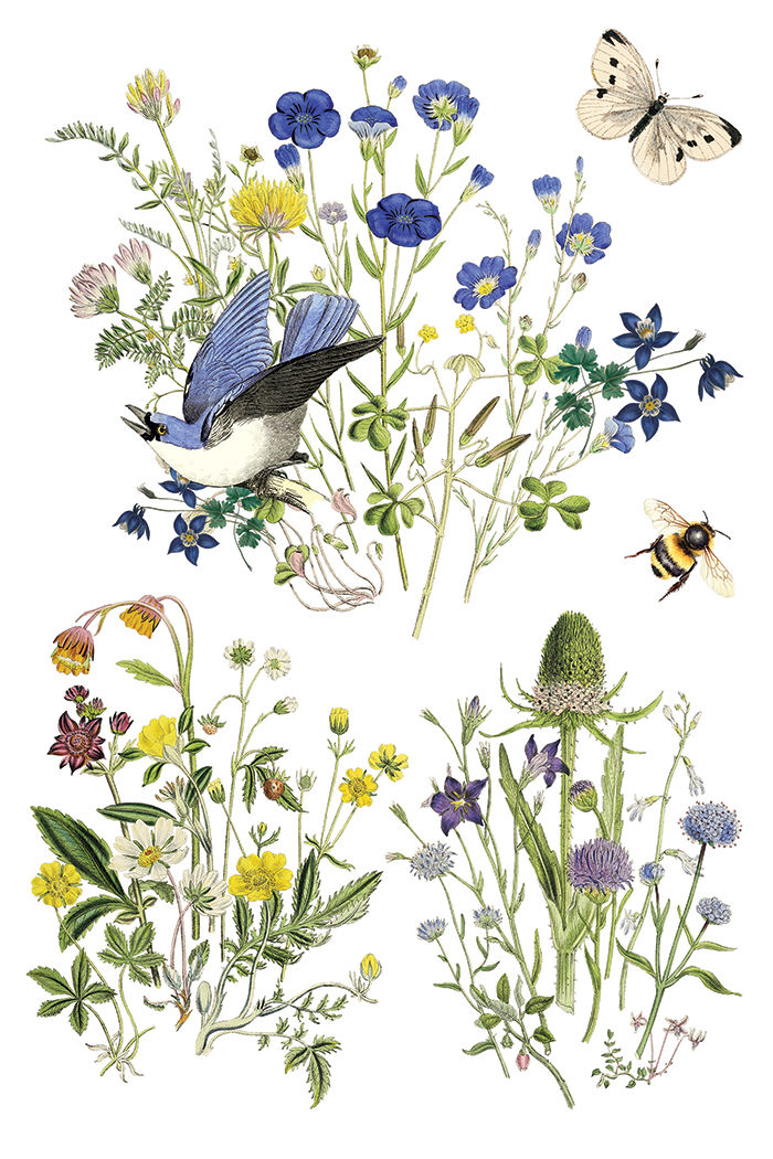 Thumbnail: Flora Greca  IOD Transfer