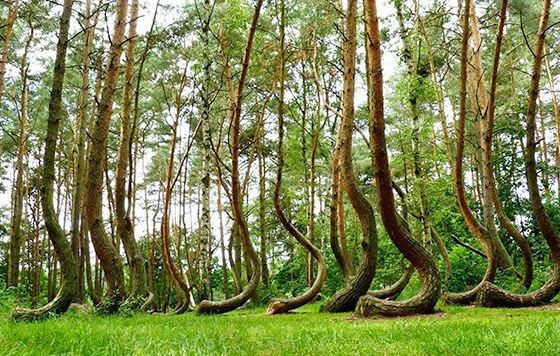 bosque-encantado-hoia--baciu.jpg