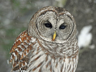 La enseñanza de la lechuza