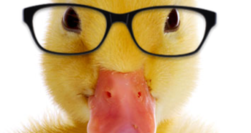 Glasses Duck.png