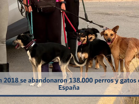 Una segunda oportunidad para centenares de perros y gatos