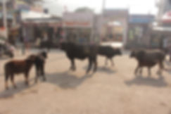 IMG_8817.jpeg