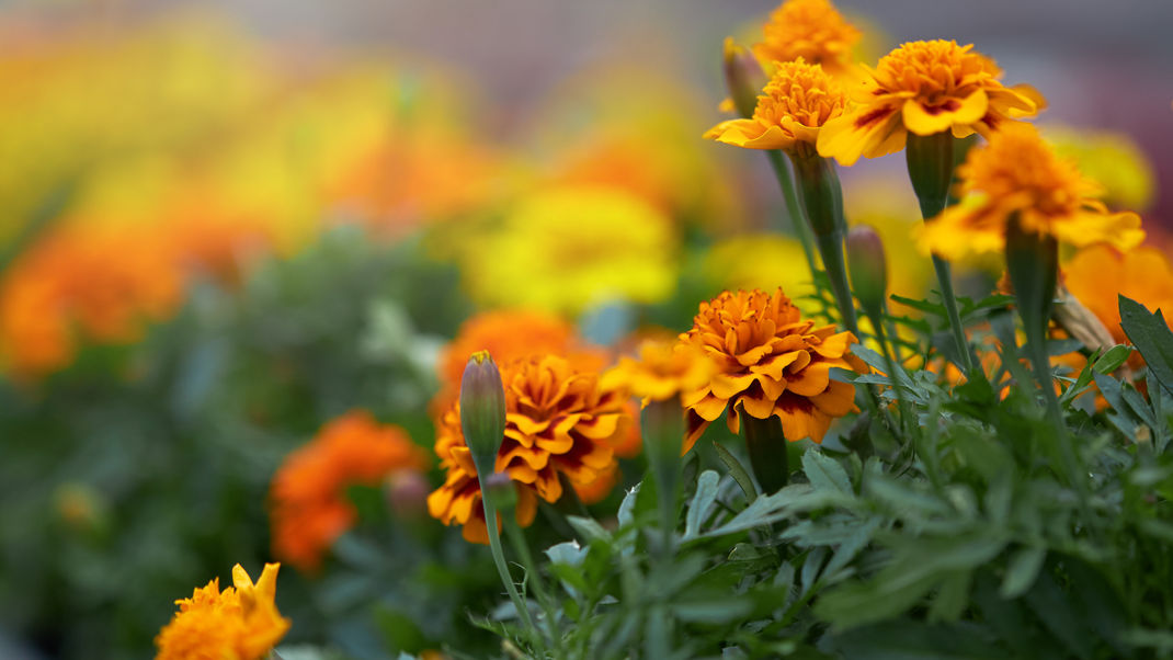 cerca-calendula-que-florece-macetas-invernadero (1).jpg
