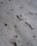 fo-07764.jpg