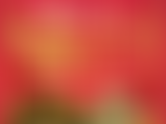 【清六家 龍ヶ崎店 一周年記念キャンペーン】