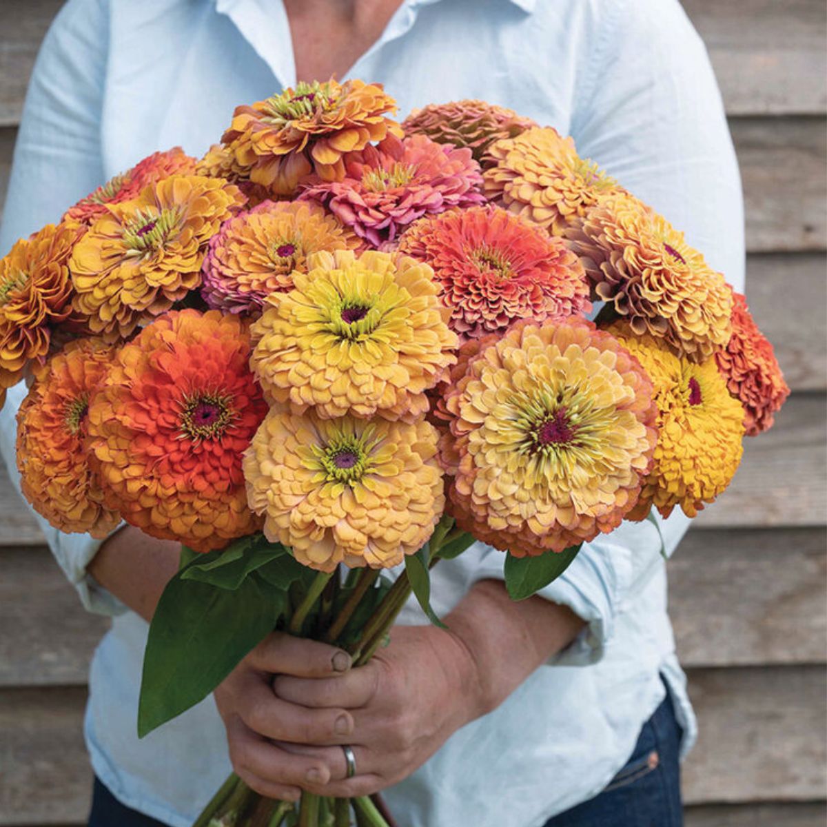 Zinnia