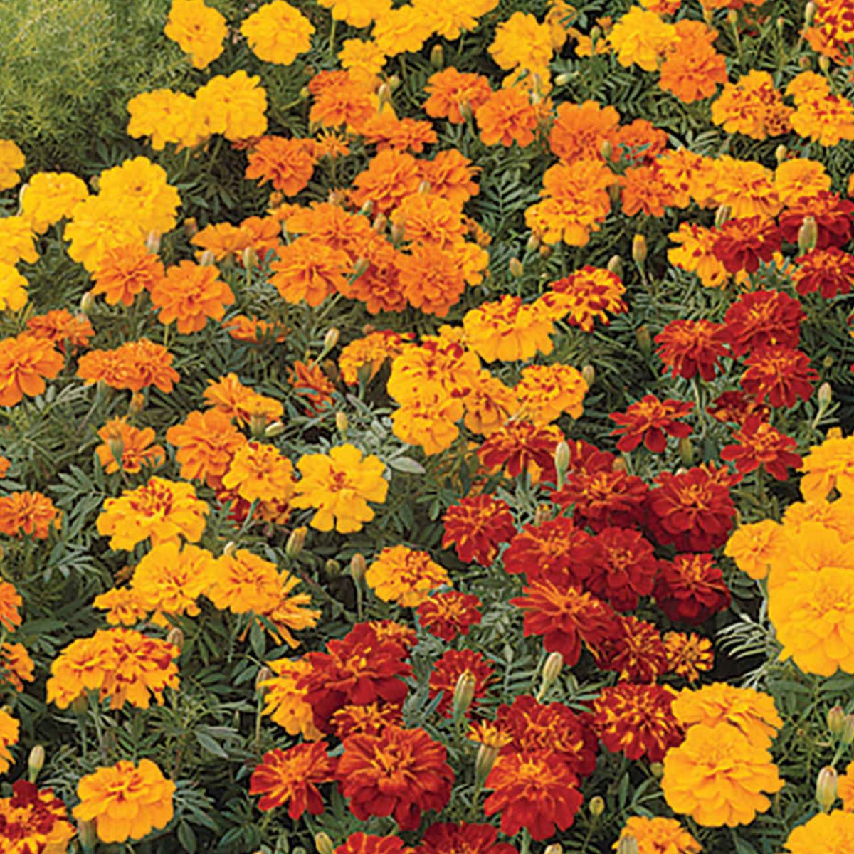 Marigold