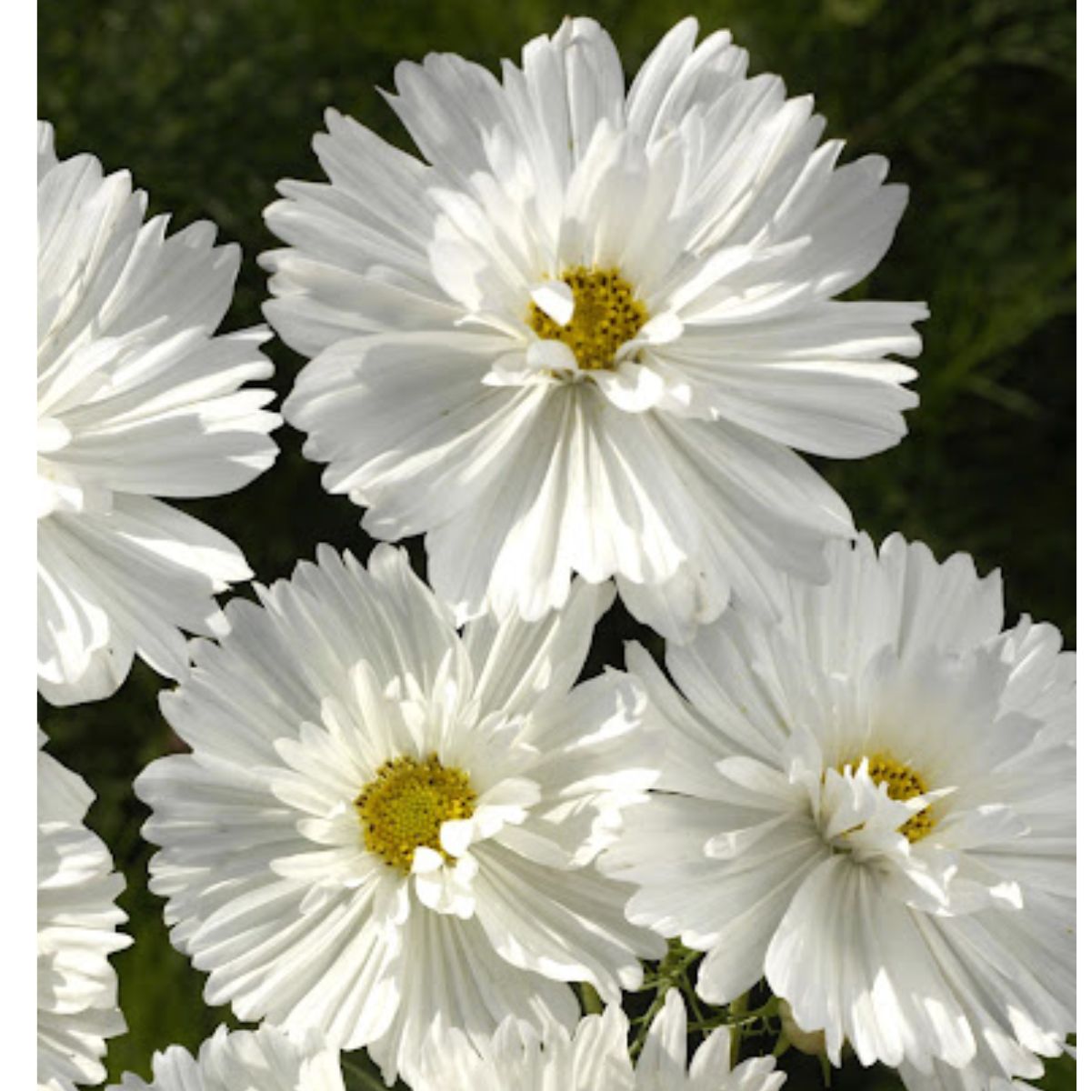 Cosmos