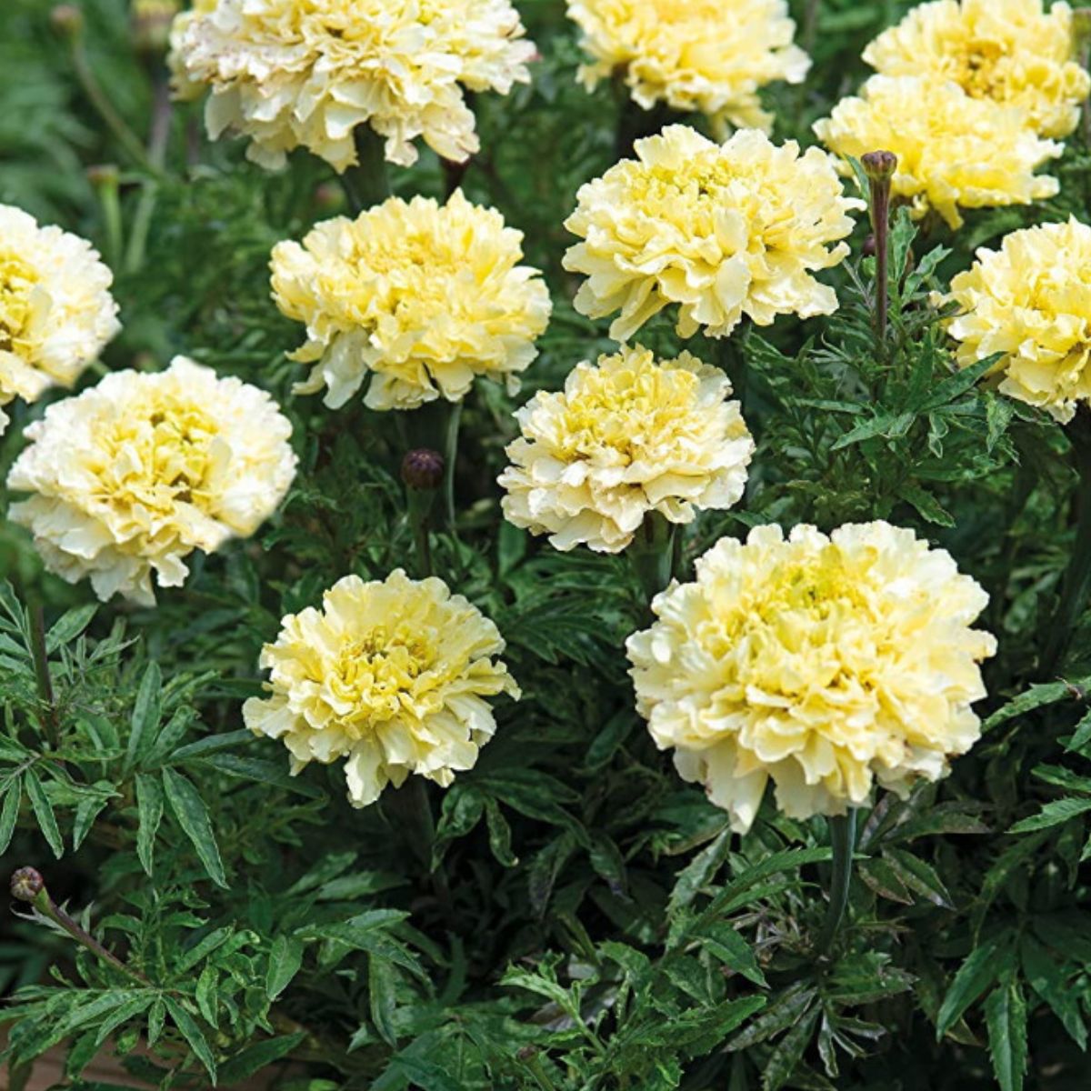 Marigold