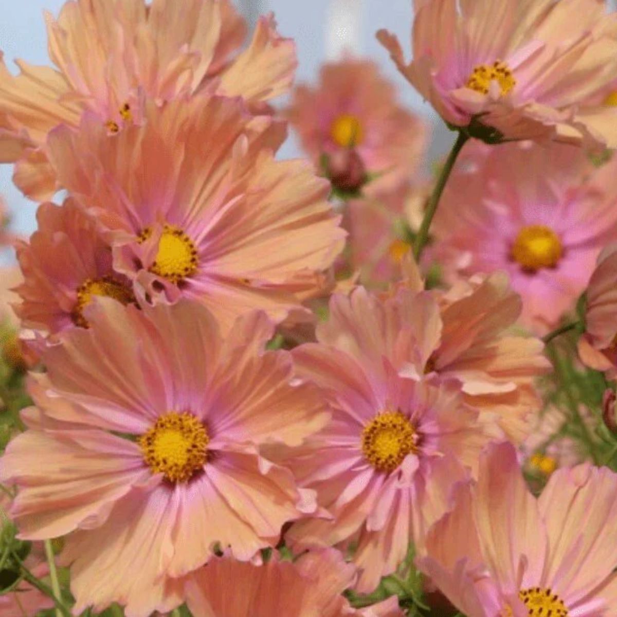 Cosmos