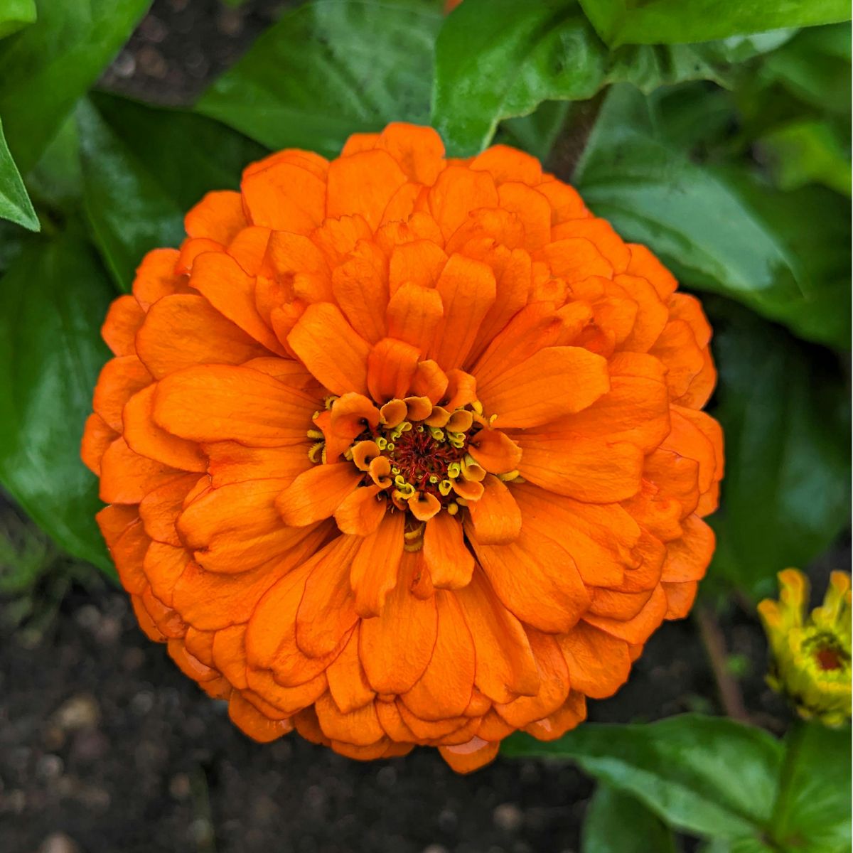 Zinnia