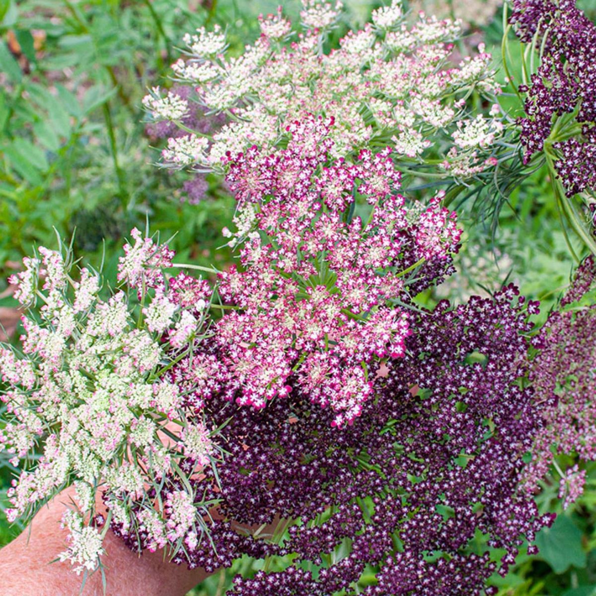 Daucus
