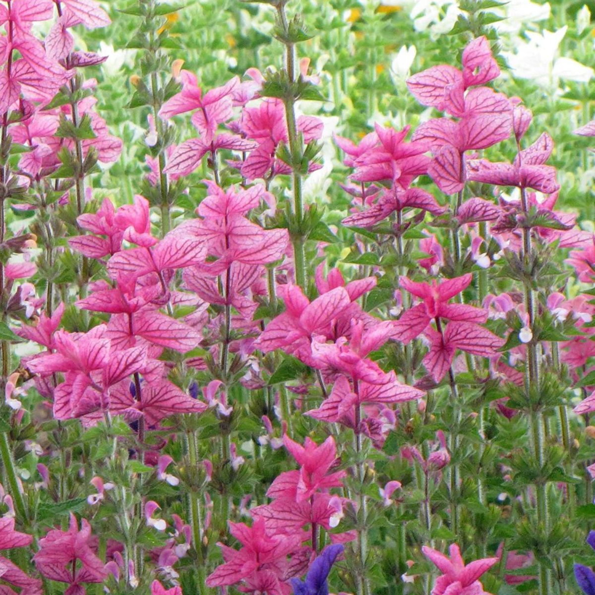 Salvia