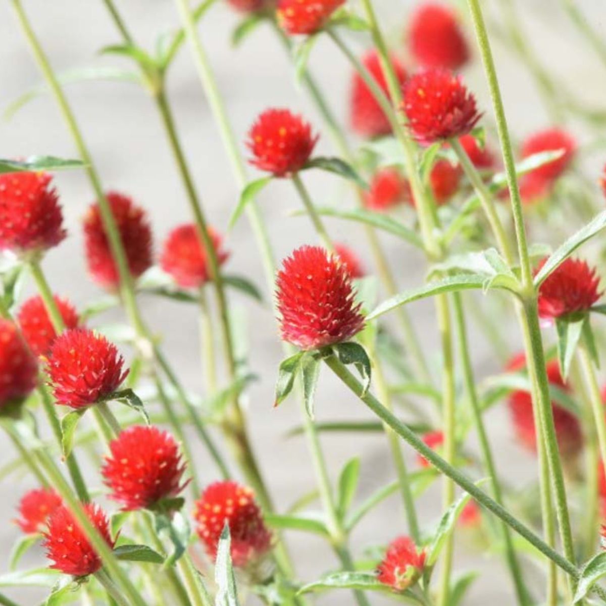 Gomphrena
