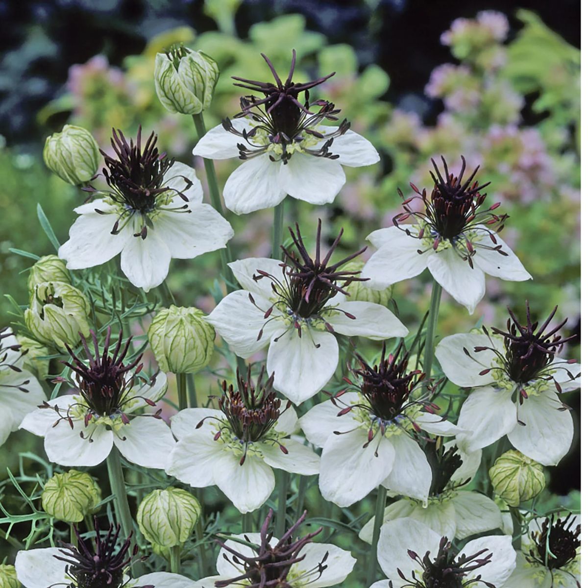 Nigelle