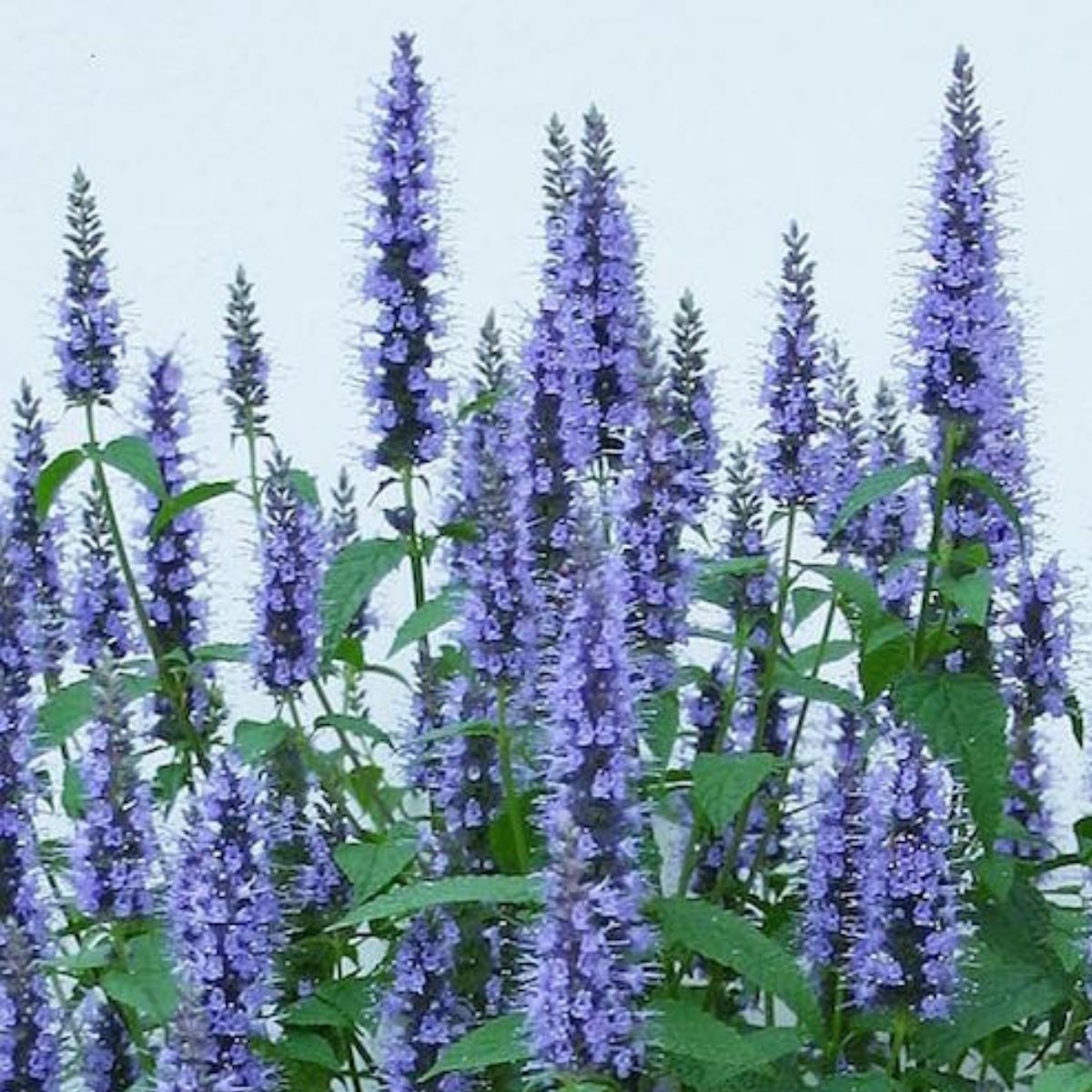 Agastache
