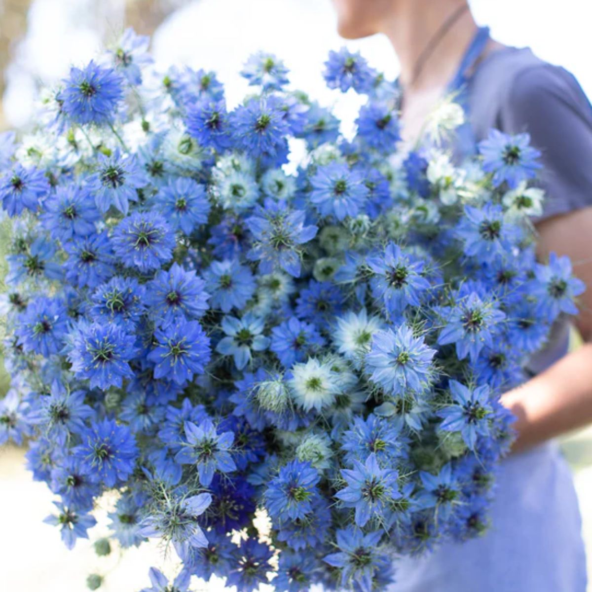 Nigelle