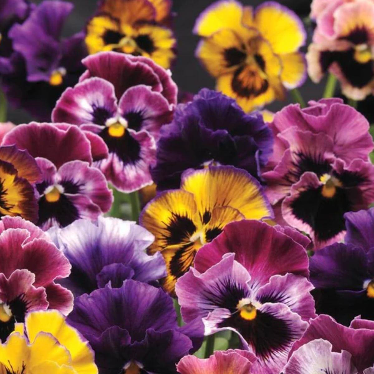 Violette