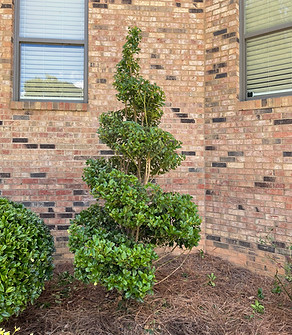 Spiral Shrub, Spiral Holly, Topiary Landscaper