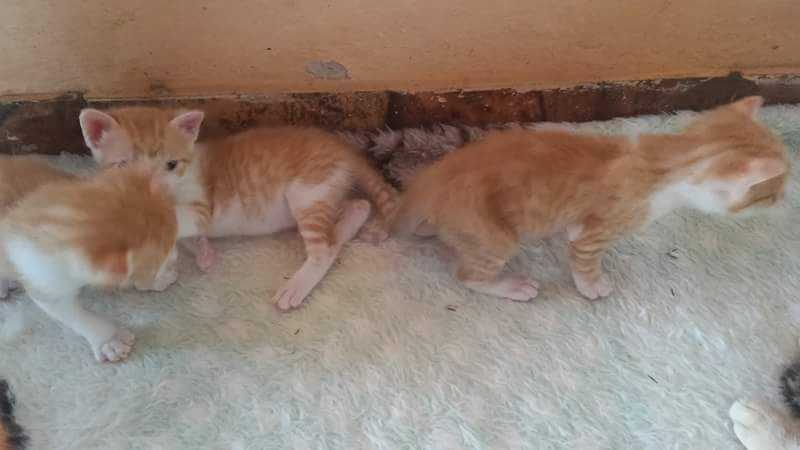 Gatos para adoção
