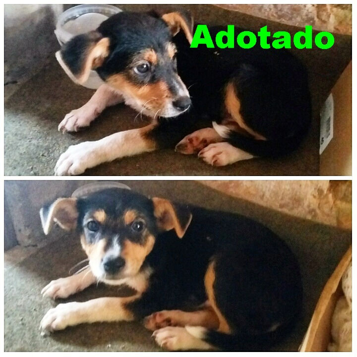 Adotado pelo amigo Eric