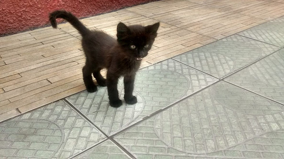 Lindo filhote para adoção.