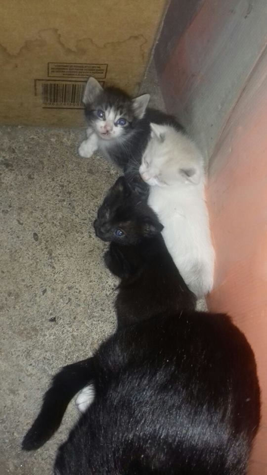 Tratar com Cida Gracano