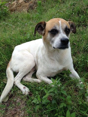 Cão adulto dócil para adoção