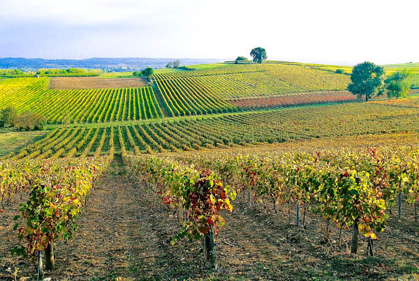 Vignobles - Gaillac (32 km)