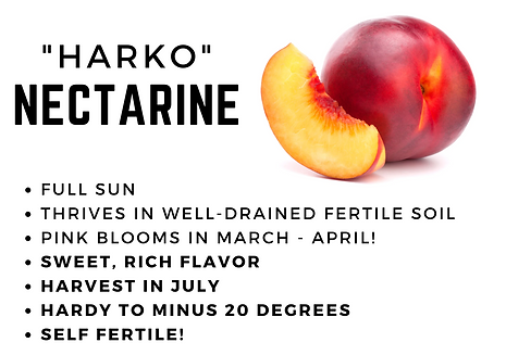 Nectarines (1).png