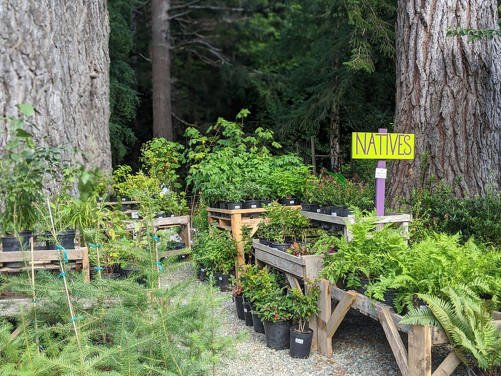 FREE class on Native Plants at Dragonfly Farm | Saturday, March 7th: 1pm-2pm