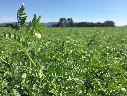 Garlan Sociedad Cooperativa