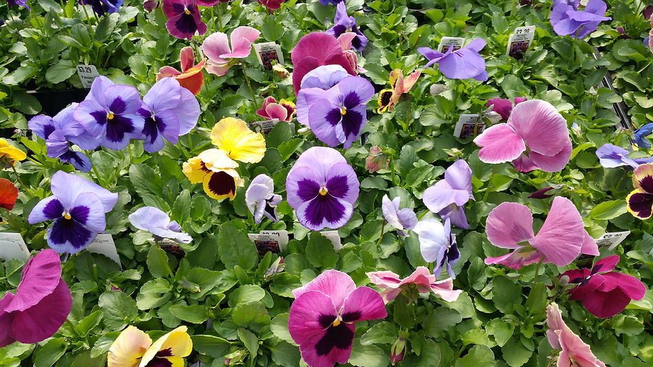 pansies close up.jpg
