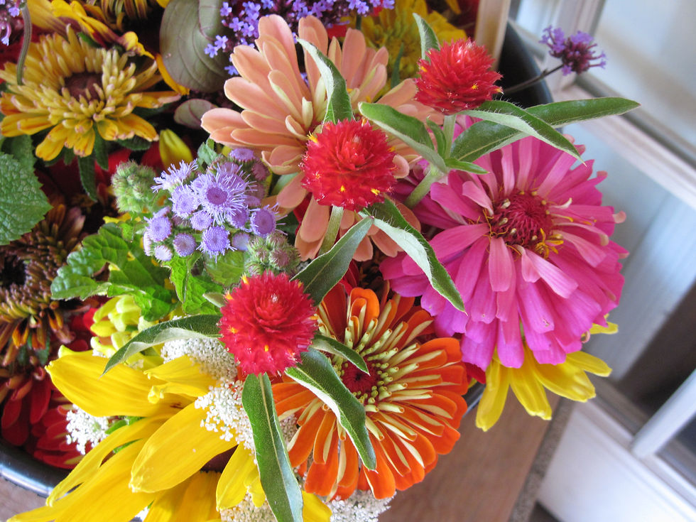 Our "pick your own" cutting garden is open!
