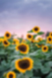 Sherman Farm - Sunflower Stroll