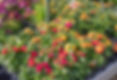 mf garden center lantana.jpg