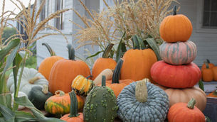 Kyle's Farm Update: It's looking like fall