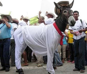 Burro Campesino