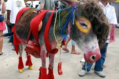Burra Coqueta