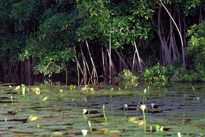 Estuario Bahia de Cispata
