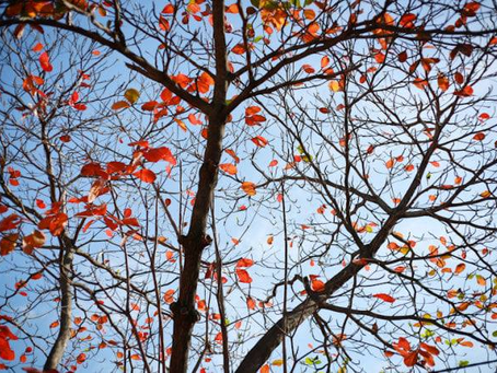 NGƯỜI SĂN ĐUỔI CÔ ĐƠN