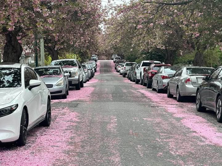 Khi về hoa đã rụng đầy lối đi.