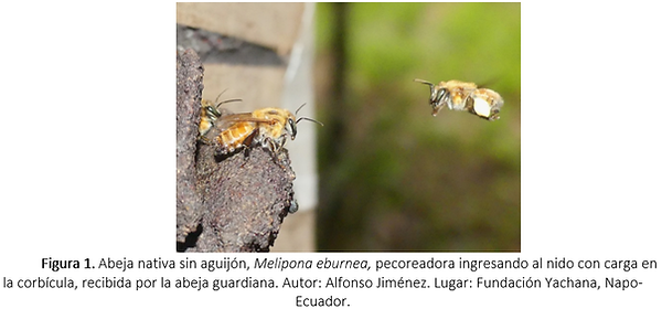 abeja artículo.png